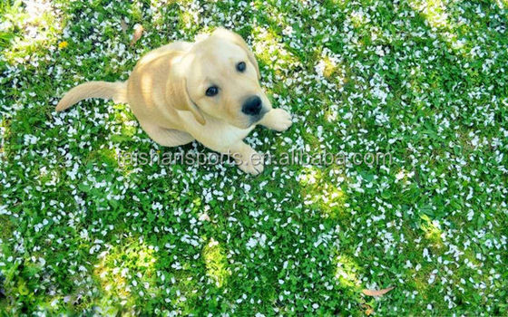 25mm Pile Height Hybrid Artificial Grass Carpet with Ultra High Wear Resistance for Mixed Laying with Natural Grass