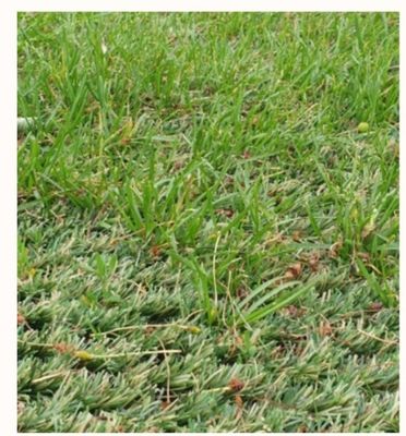 25mm Pile Height Hybrid Artificial Grass Carpet with Ultra High Wear Resistance for Mixed Laying with Natural Grass