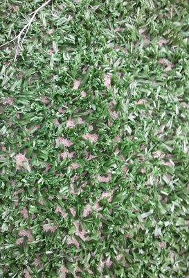 14mm Pile Height High Density UV Resistant Tennis Artificial Turf for Outdoor Multi-Functional Sports